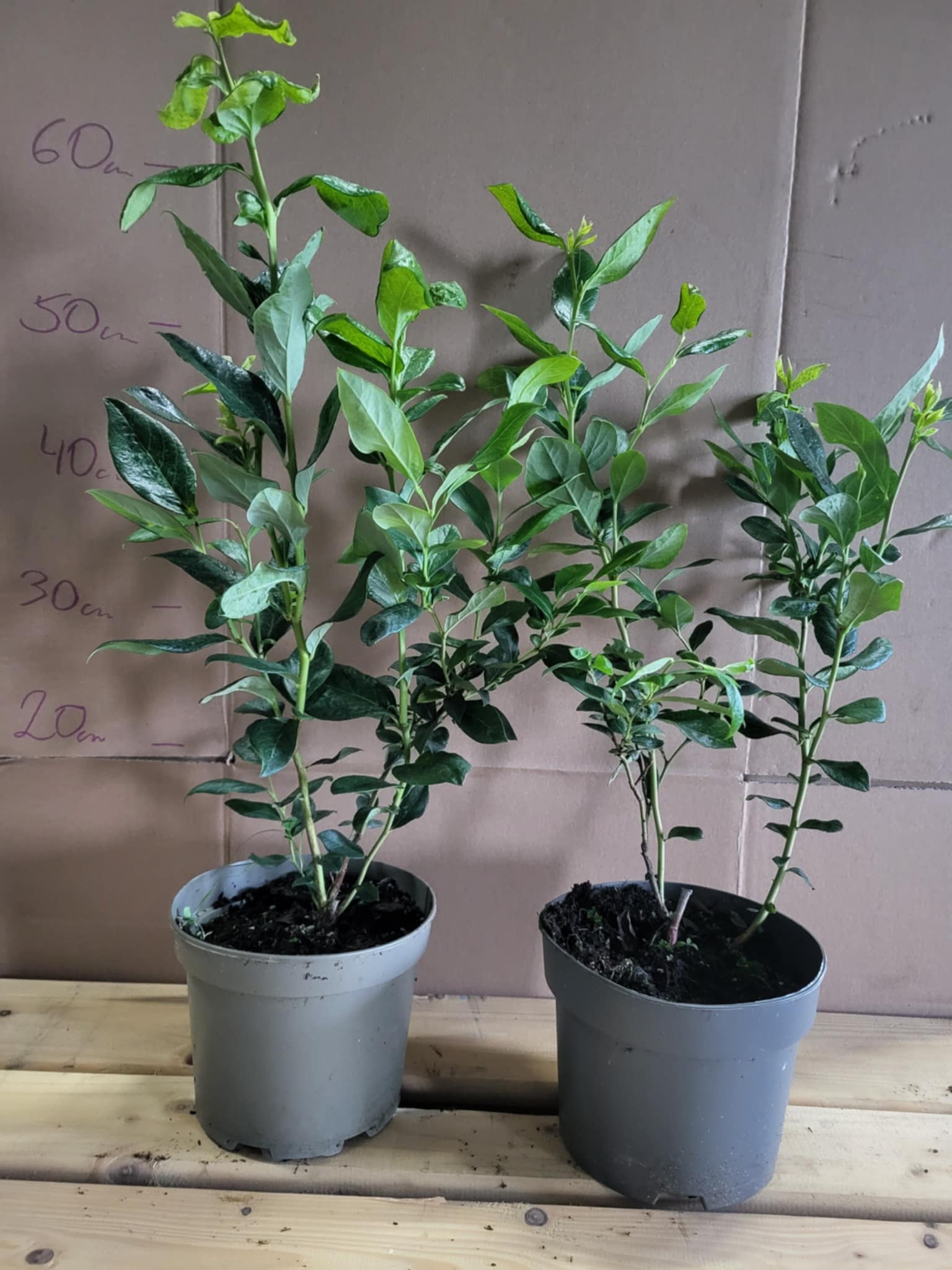 sadzonka borówki Ignaczak