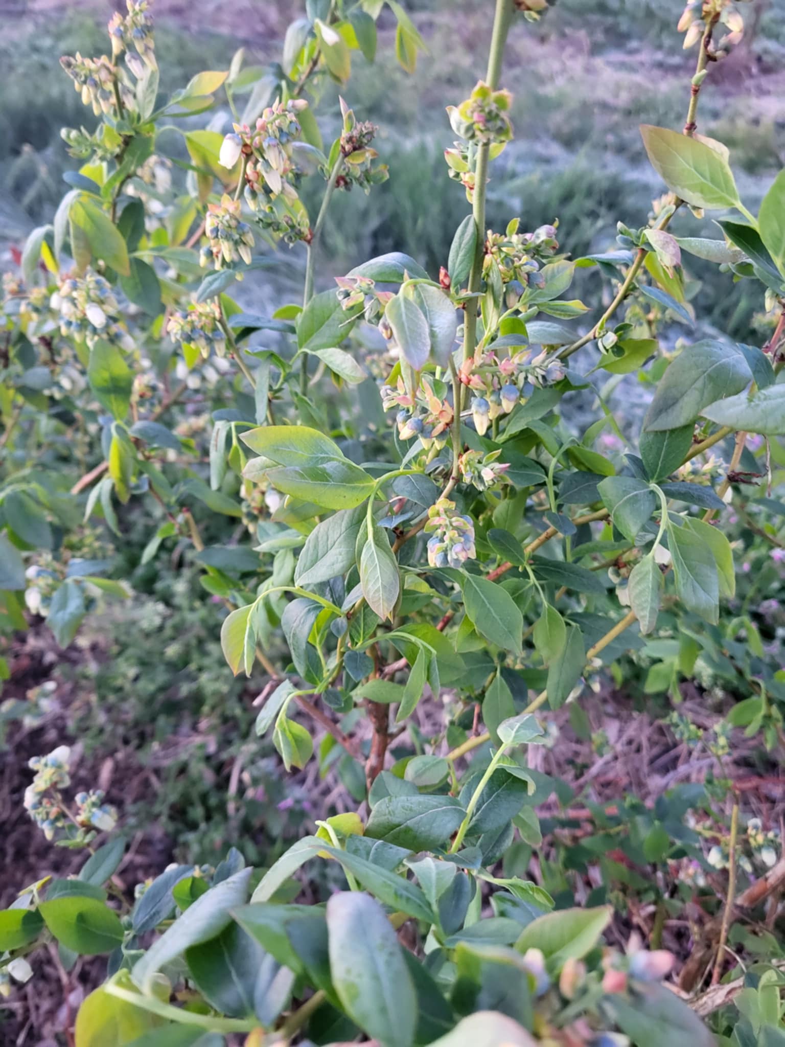 borówka amerykańska